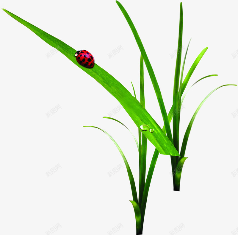 瓢虫可爱露珠昆虫树叶植物png免抠素材_新图网 https://ixintu.com 可爱 昆虫 树叶 植物 瓢虫 露珠