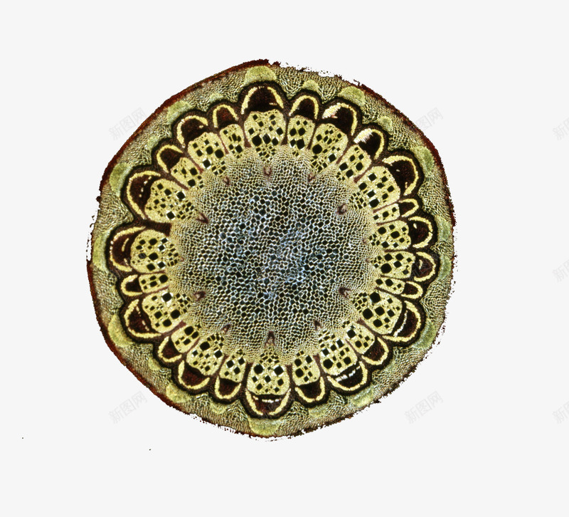 生物细胞动植物细胞png免抠素材_新图网 https://ixintu.com 动植物细胞 医疗教学 教学图示 生物教学 生物科学 生物细胞 自然科学