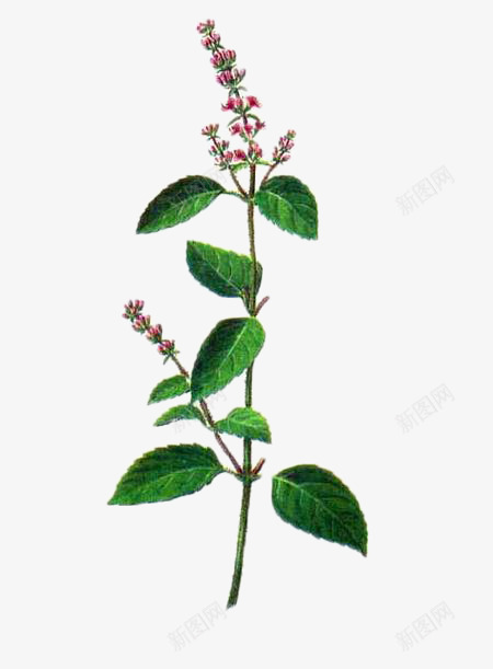 仙人草植物psd免抠素材_新图网 https://ixintu.com 仙人草 叶子 植物 绿色