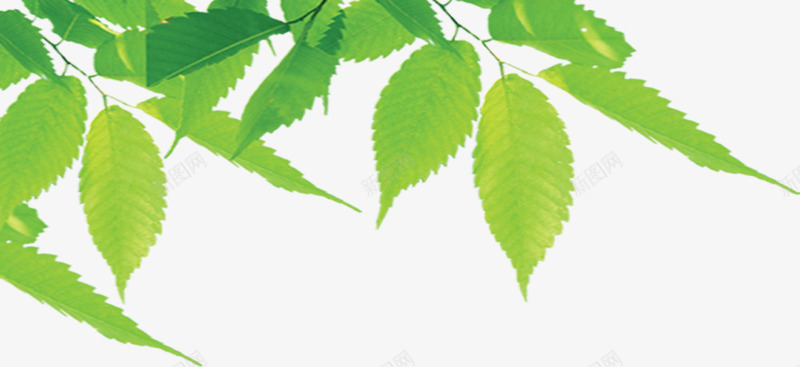 绿色清新树叶清爽植物png免抠素材_新图网 https://ixintu.com 树叶 植物 清新 清爽 绿色