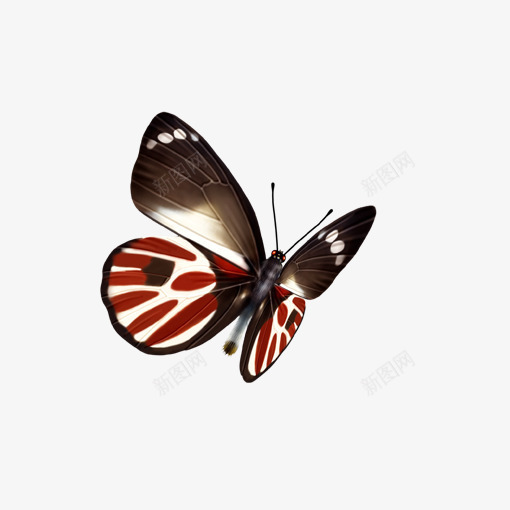 手绘卡通彩色蝴蝶png免抠素材_新图网 https://ixintu.com 动感蝴蝶 卡通蝴蝶 幻彩蝴蝶 彩色蝴蝶 彩蝶 昆虫 粉色蝴蝶 蝴蝶标本 飞舞的蝴蝶