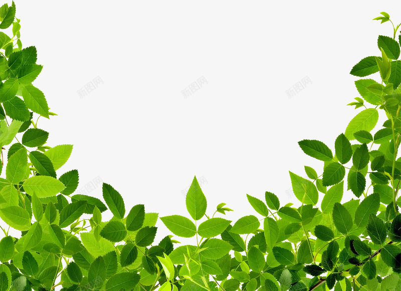 绿色清新植物装饰田园png免抠素材_新图网 https://ixintu.com 植物 清新 田园 绿色 装饰