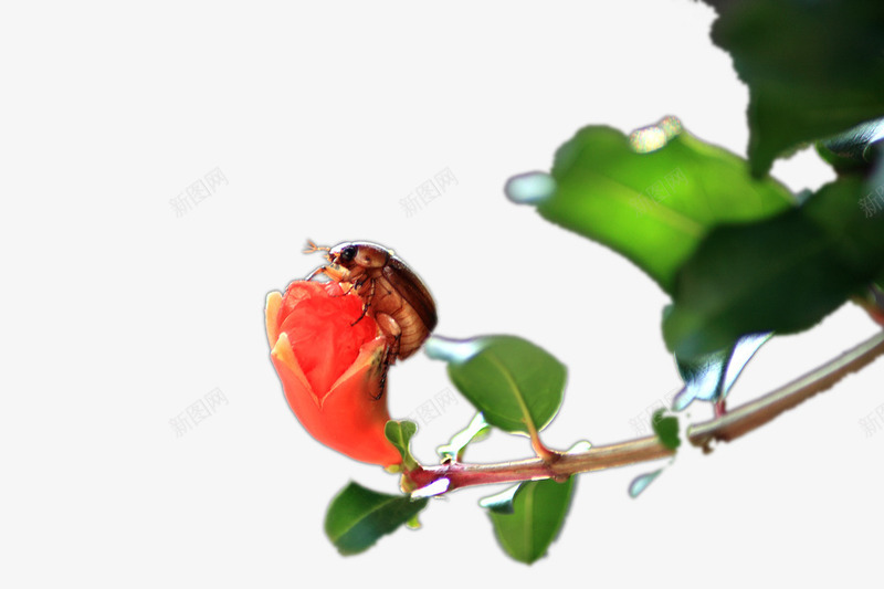 石榴花摄影png免抠素材_新图网 https://ixintu.com 昆虫 景深 石榴花 红色