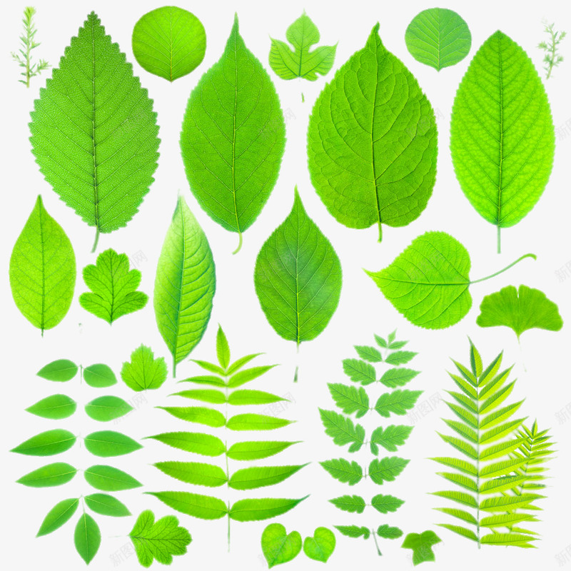多种植物的树枝png免抠素材_新图网 https://ixintu.com png图片素材 产品实物 免费png元素 免费png素材 创意 含羞草 银杏 高清