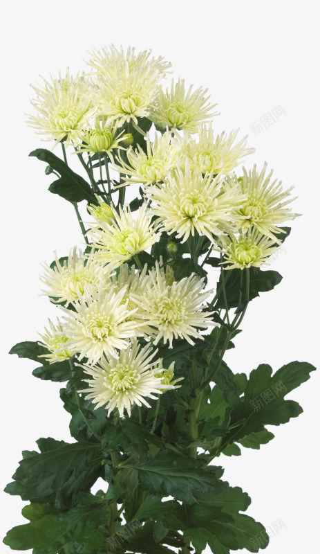 花草花草png免抠素材_新图网 https://ixintu.com 手绘装饰素材 矢量花草素材花草图片素材免费下载 绿植花卉 花卉矢量素材 花卉线描 花草ps素材 鲜花花卉