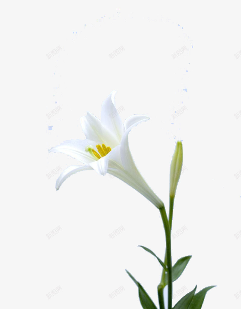 一朵喇叭花png免抠素材_新图网 https://ixintu.com 喇叭 白色 花 黄芯