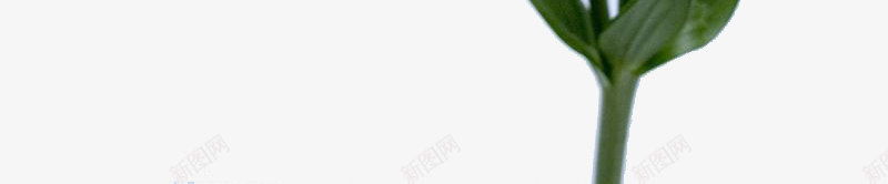 一朵喇叭花png免抠素材_新图网 https://ixintu.com 喇叭 白色 花 黄芯