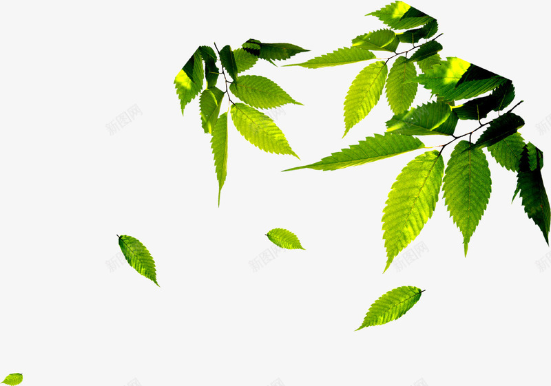 春天阳光下的树叶png免抠素材_新图网 https://ixintu.com 春天 树叶 阳光