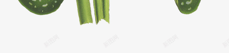 绿色斑点植物png免抠素材_新图网 https://ixintu.com 斑点 植物 稀有 绿色