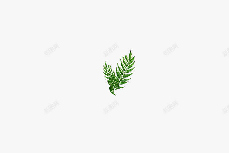 叶子灌木蕨类植物绿色png免抠素材_新图网 https://ixintu.com 叶子灌木蕨类植物绿色