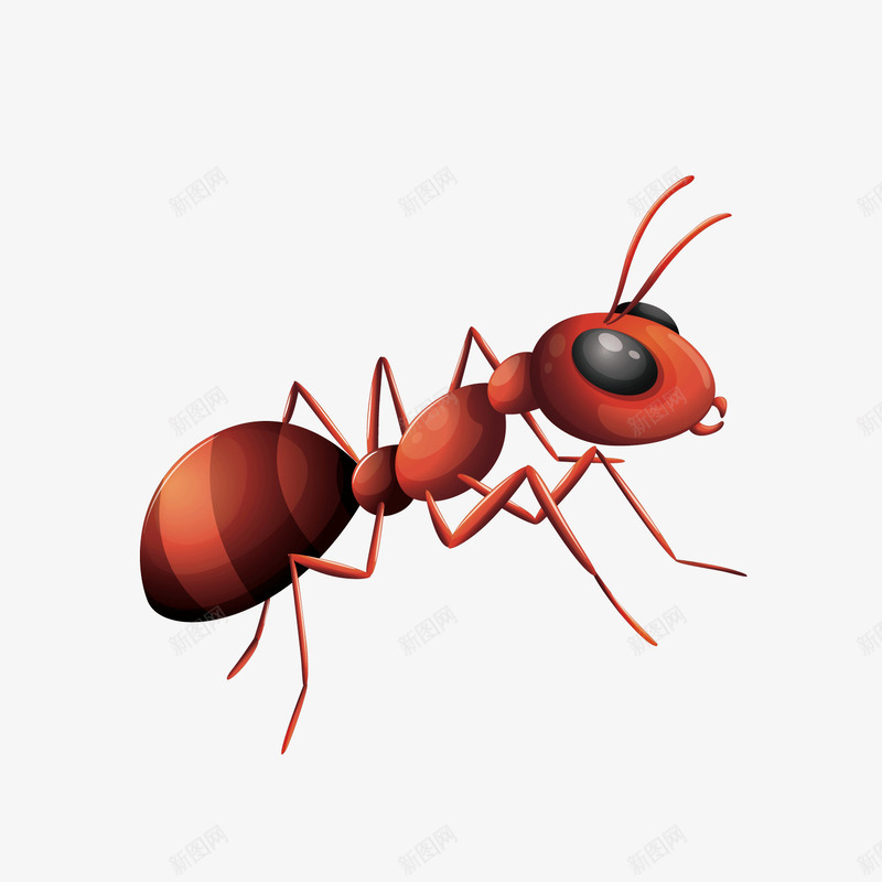 红色蚂蚁png免抠素材_新图网 https://ixintu.com 圆形 昆虫 科技 红色 纹理 蚂蚁 触角