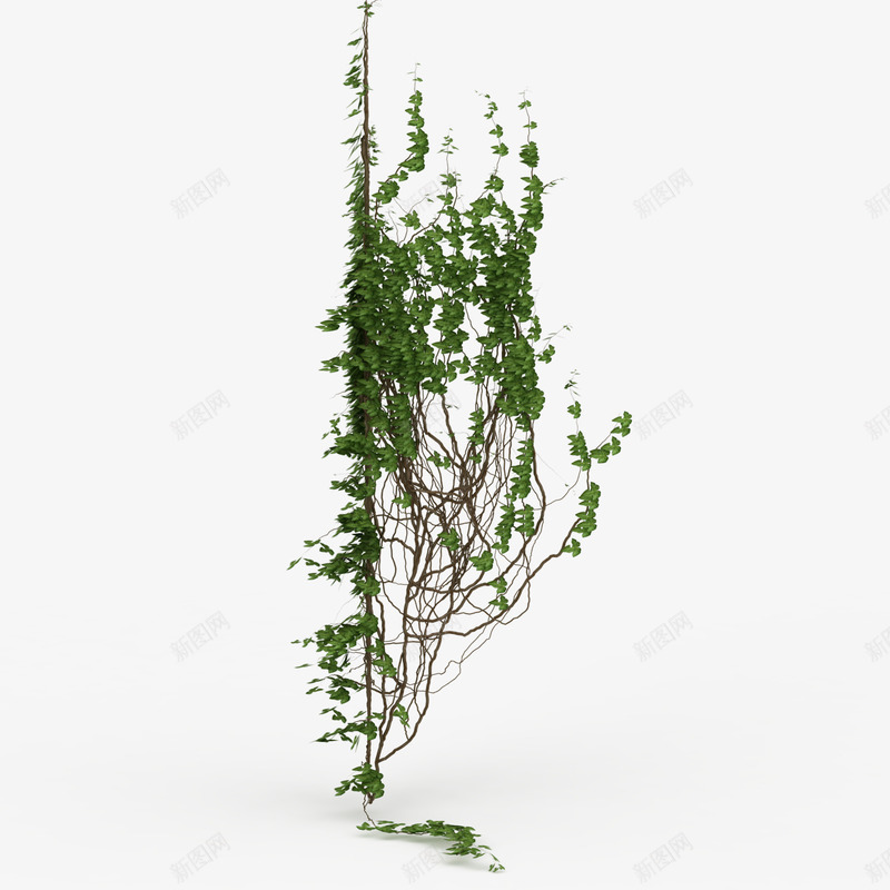多根满墙绿色垂吊植物png免抠素材_新图网 https://ixintu.com 垂吊植物 多根满墙绿色垂吊植物 植物 满墙 满墙植物 绿色植物