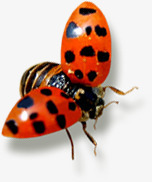 春天瓢虫昆虫png免抠素材_新图网 https://ixintu.com 昆虫 春天 瓢虫 设计