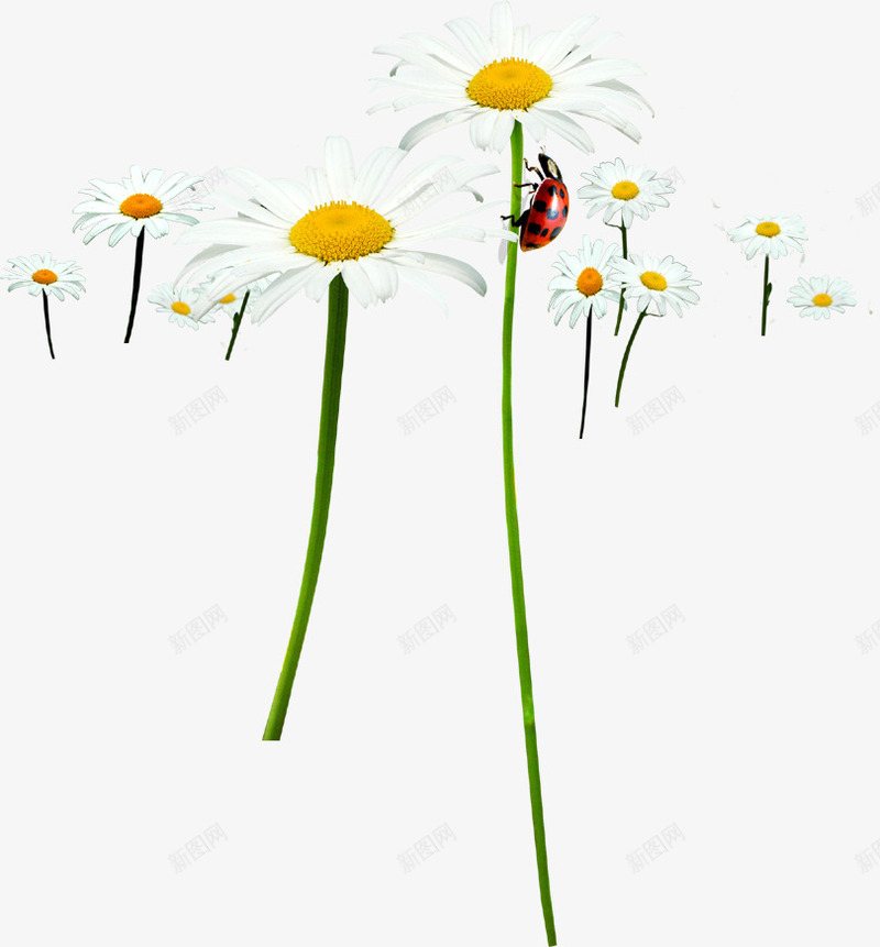 春天白色雏菊昆虫png免抠素材_新图网 https://ixintu.com 昆虫 春天 白色