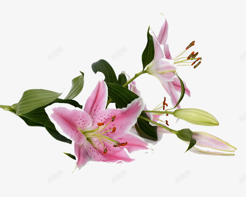 红色百合花png免抠素材_新图网 https://ixintu.com 植物素材 百合花 红色 装饰素材