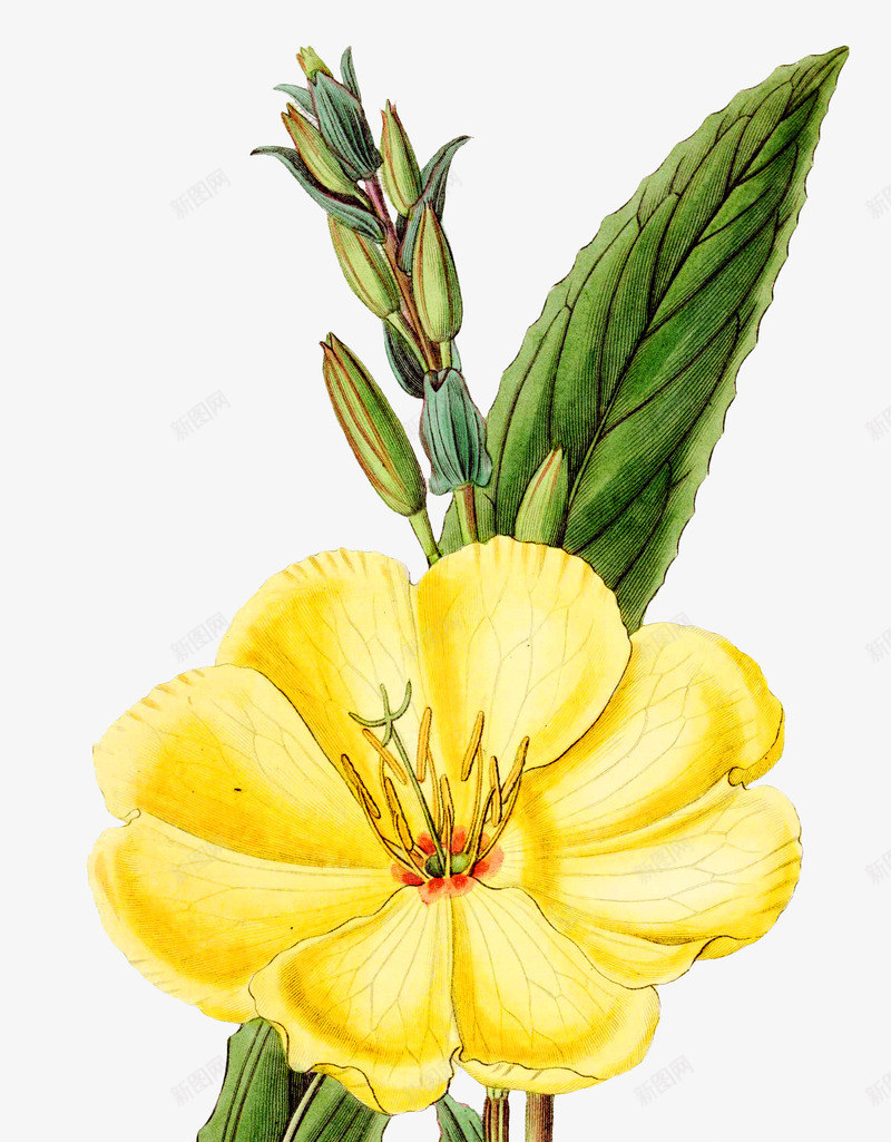 黄色金花茶png免抠素材_新图网 https://ixintu.com 手绘金花茶 植物 植物花朵 矢量花朵 绿叶 绿植 花朵 金花茶