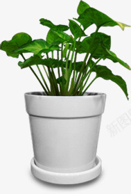 手绘白色花盆绿色植物png免抠素材_新图网 https://ixintu.com 白色 绿色植物 花盆