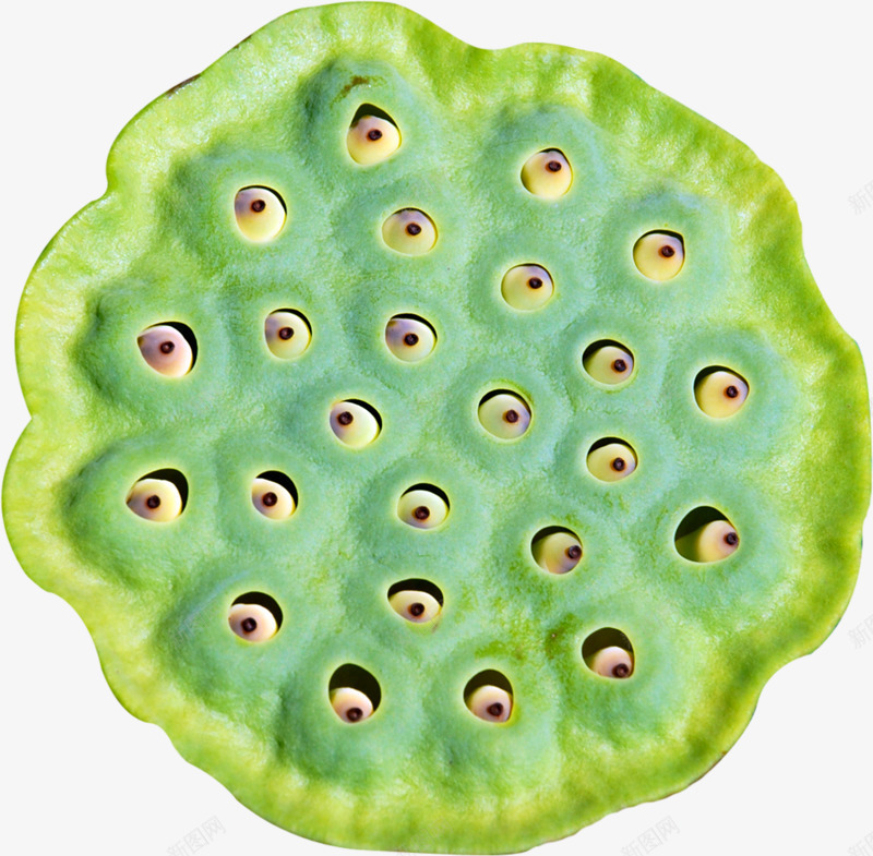 莲蓬png免抠素材_新图网 https://ixintu.com 植物 清甜 绿色 莲子 莲蓬