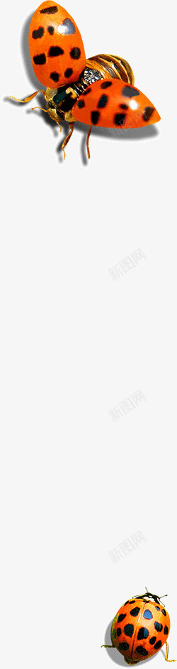 斑点七星瓢虫png免抠素材_新图网 https://ixintu.com 七星瓢虫 小虫 斑点 昆虫