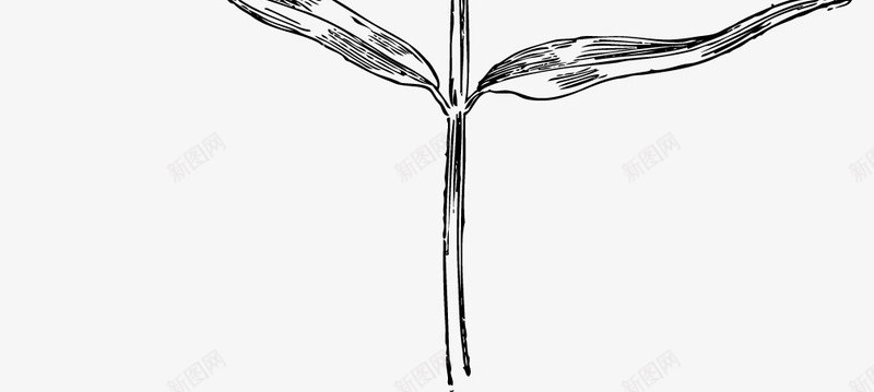 高粱穗植物png免抠素材_新图网 https://ixintu.com 农作物 植物 粮食穗 红高粱穗 谷物 高粱穗