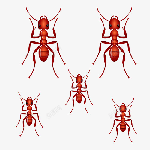 一群蚂蚁爬行png免抠素材_新图网 https://ixintu.com 一群 昆虫 爬行 红色 腿 蚂蚁
