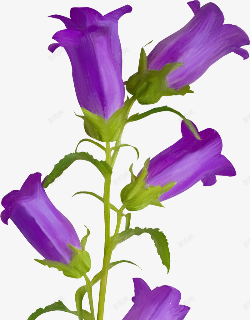 ps花草线描花卉png免抠素材_新图网 https://ixintu.com 创意花草图片 线描花卉 花卉素材 花草图案 花草插画 花草标签