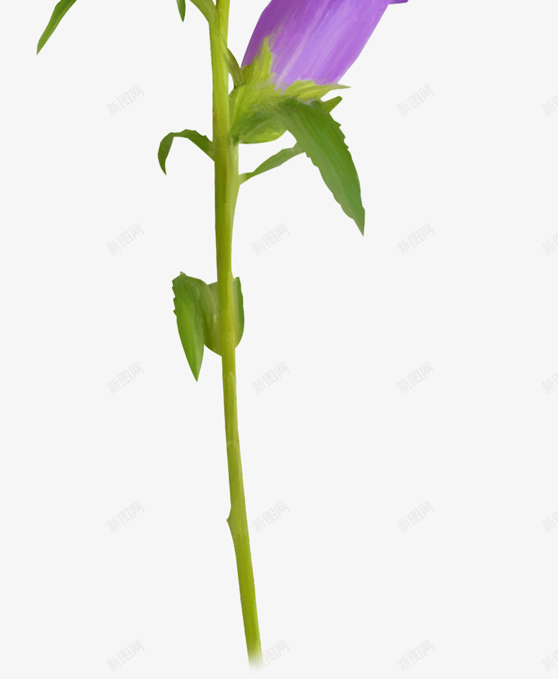 ps花草线描花卉png免抠素材_新图网 https://ixintu.com 创意花草图片 线描花卉 花卉素材 花草图案 花草插画 花草标签