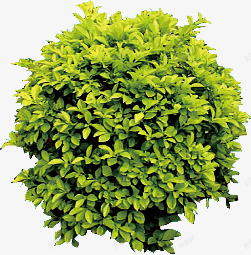 装饰草万能草png免抠素材_新图网 https://ixintu.com DM装饰 万能草 绿色植物 装饰草