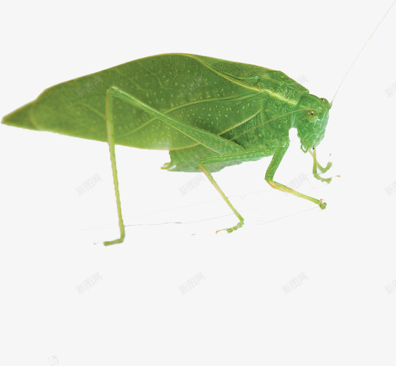 昆虫虫子png免抠素材_新图网 https://ixintu.com 可爱 昆虫 虫 虫子 虫类 虫虫 螳螂
