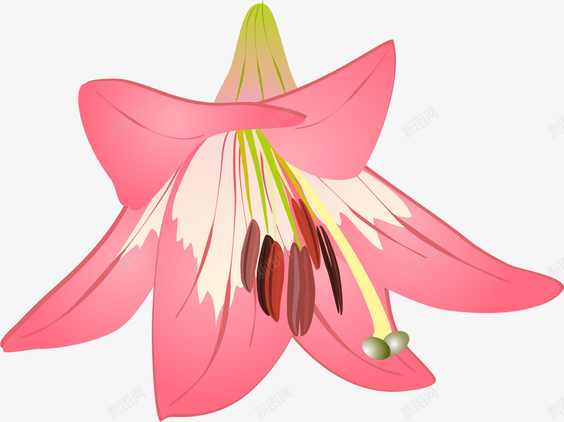 手绘粉色喇叭花png免抠素材_新图网 https://ixintu.com 我么花朵 手绘喇叭花 水彩 粉色喇叭花 粉色花瓣 花蕾