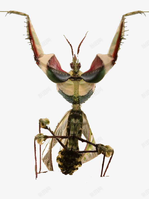 昆虫螳螂psd免抠素材_新图网 https://ixintu.com 昆虫类 螳螂 霸气