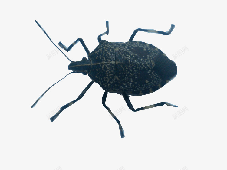 臭屁虫昆虫黑色虫子椿象臭屁专家png免抠素材_新图网 https://ixintu.com 九香虫 昆虫 椿象 臭屁专家 臭屁虫 臭屁虫昆虫黑色虫子椿象臭屁专家药用九香虫免费下载 虫子 黑色