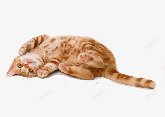 猫png免抠素材_新图网 https://ixintu.com 宠物 猫 猫咪 猫猫 萌宠
