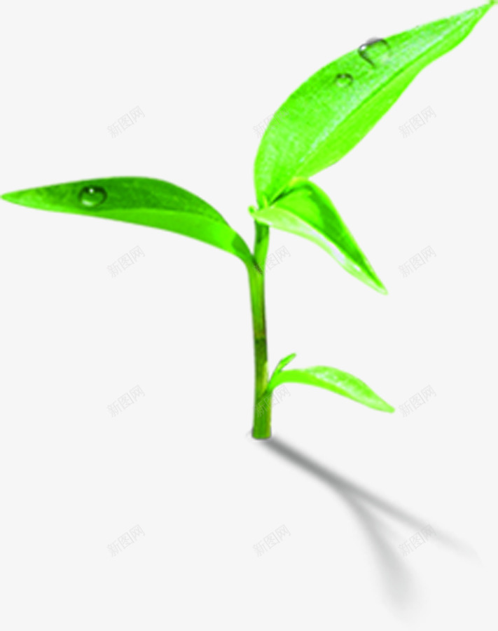 绿色清爽树叶露珠风光png免抠素材_新图网 https://ixintu.com 树叶 清爽 绿色 露珠 风光