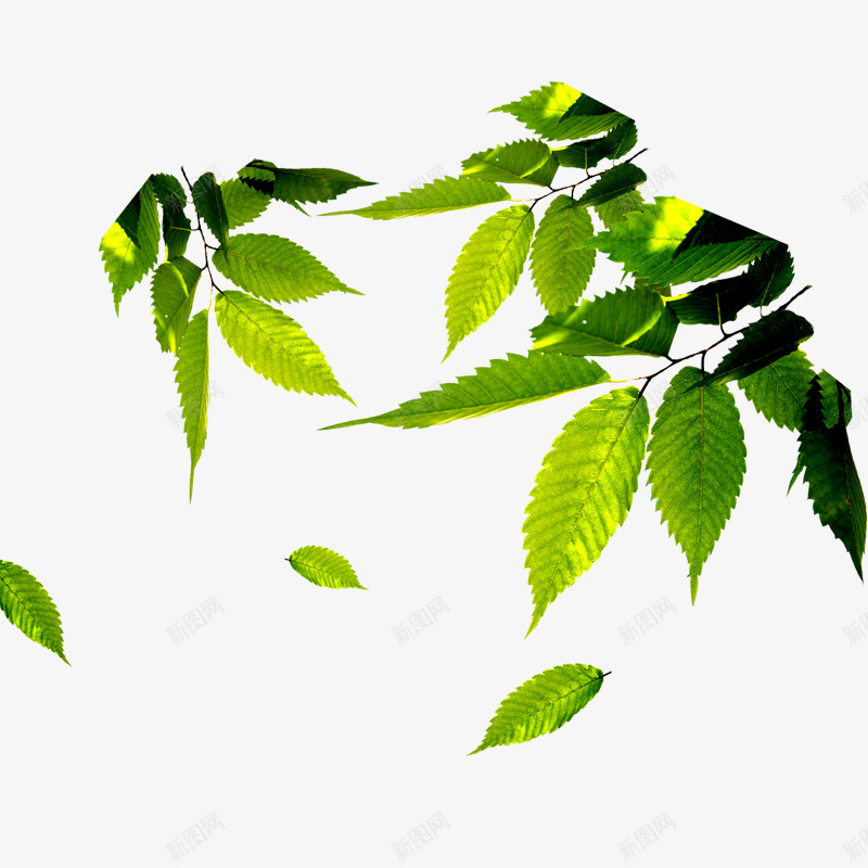 阳光下的树叶png免抠素材_新图网 https://ixintu.com 叶子 树叶 绿叶