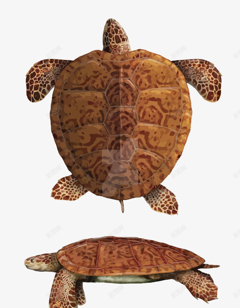 海龟png免抠素材_新图网 https://ixintu.com PNG PNG免费下载 PNG图片 大海 手绘 海龟