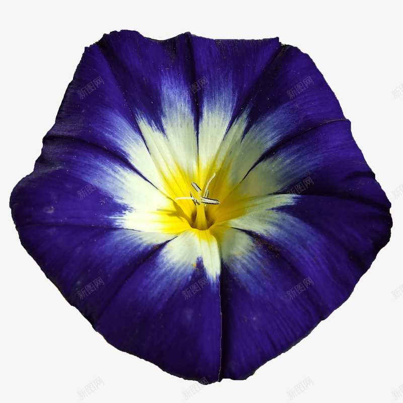 盛开的蓝色喇叭花png免抠素材_新图网 https://ixintu.com 喇叭花 植物 花 花朵 蓝色