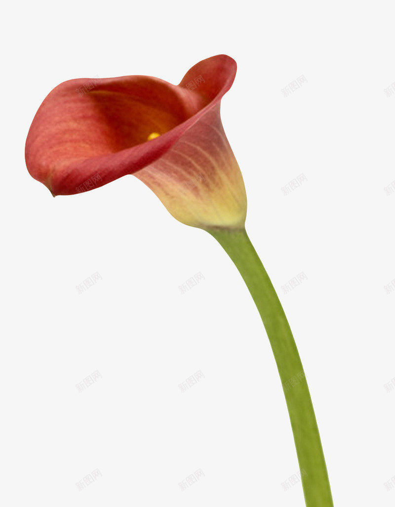 红色植物像喇叭的一朵大花实物png免抠素材_新图网 https://ixintu.com 一朵 一朵大花 植物界 盛开 种类 聚拢 花冠 花卉 花托 花萼 草本植物