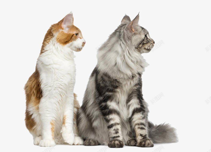 两只同步的猫咪png免抠素材_新图网 https://ixintu.com 免费素材 可爱 猫咪 黄色