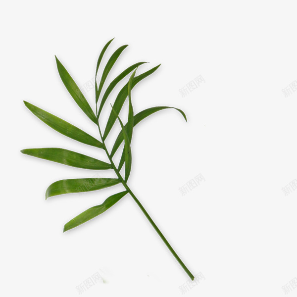 植物节绿叶绿色植物png免抠素材_新图网 https://ixintu.com 植树节 清新 清明 绿叶 绿色植物