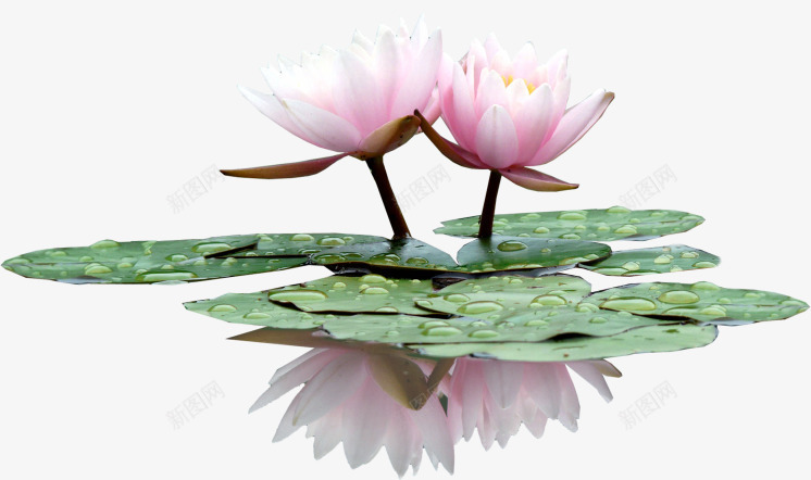 花草图案卡通装饰png免抠素材_新图网 https://ixintu.com 唯美花卉图片 国画花卉素材 手绘装饰图片 花卉标签 花卉线描 花草设计素材