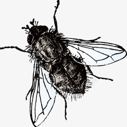 昆虫苍蝇素材