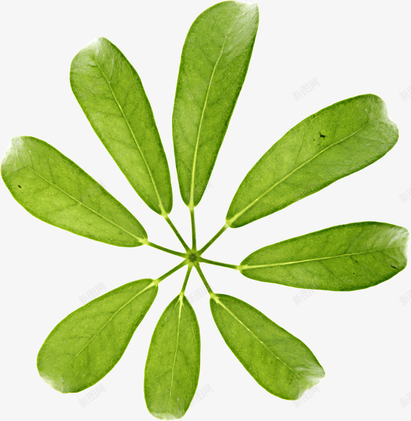 绿树i清爽春天树叶造型png免抠素材_新图网 https://ixintu.com 春天 树叶 清爽 绿树 造型