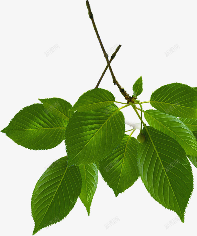 绿色清新树叶植物清爽png免抠素材_新图网 https://ixintu.com 树叶 植物 清新 清爽 绿色