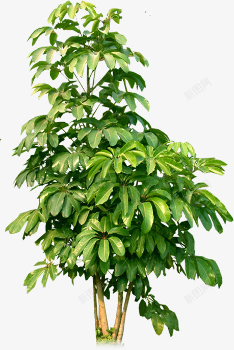 绿色植物灌木装饰png免抠素材_新图网 https://ixintu.com 灌木 绿色植物 装饰