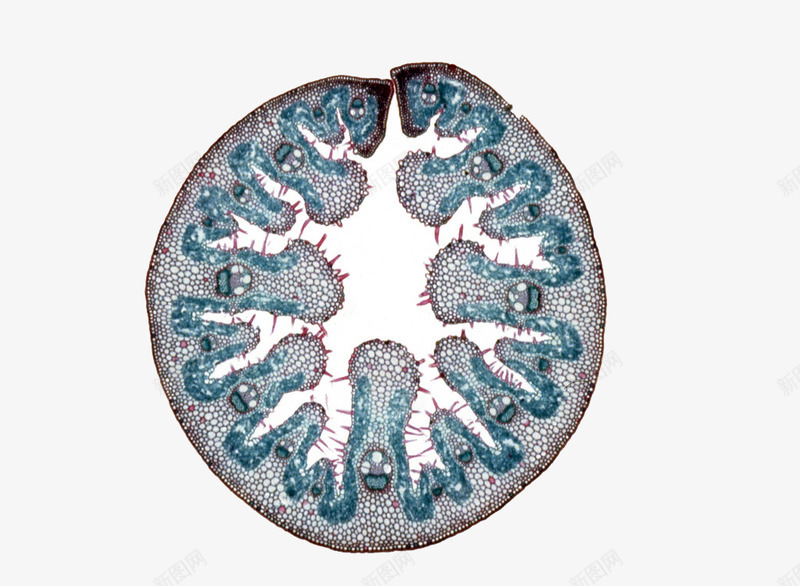 圆形生物细胞图示png免抠素材_新图网 https://ixintu.com 动植物细胞 医疗教学 教学图示 生物教学 生物科学 生物细胞 自然科学