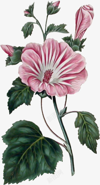 ps花卉花卉画图标png_新图网 https://ixintu.com 线描花草 绿植花草 花草图案 装饰卡通 装饰图标