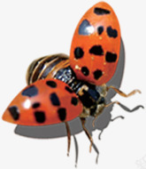 春天卡通瓢虫造型png免抠素材_新图网 https://ixintu.com 卡通 春天 瓢虫 造型