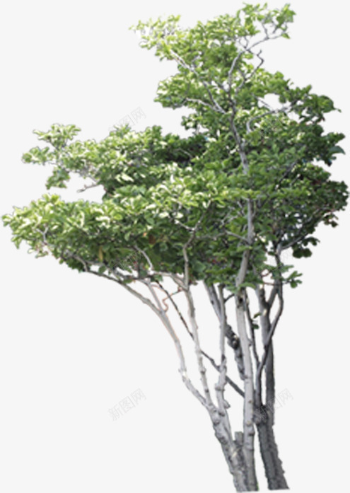 榕树绿树景观树效果贴图png免抠素材_新图网 https://ixintu.com 效果贴图 景观树 植物贴图 榕 榕树 绿树