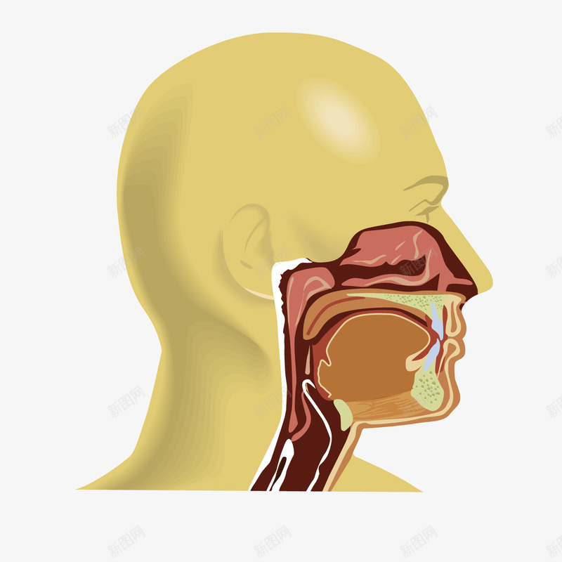 黄色医疗口腔教学图png免抠素材_新图网 https://ixintu.com 医疗 口腔 口腔医疗 教学图 黄色